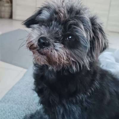 Hundetreffen-Gassitreffen mit ruhigeren Kumpels-Bild