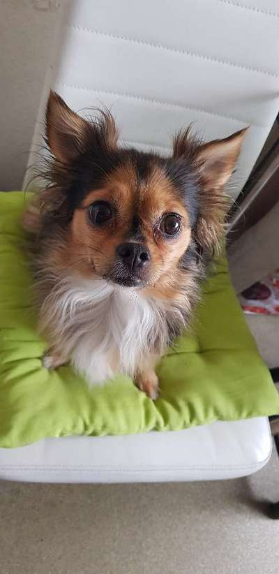 Wo sind die Chihuahua Besitzer ?-Beitrag-Bild