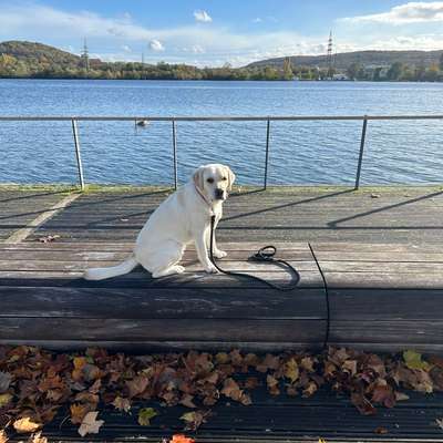 Hundetreffen-Gemeinsame Gassirunden-Bild