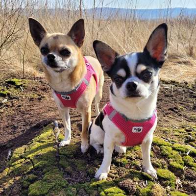 Hundetreffen-Gassi treffen-Bild