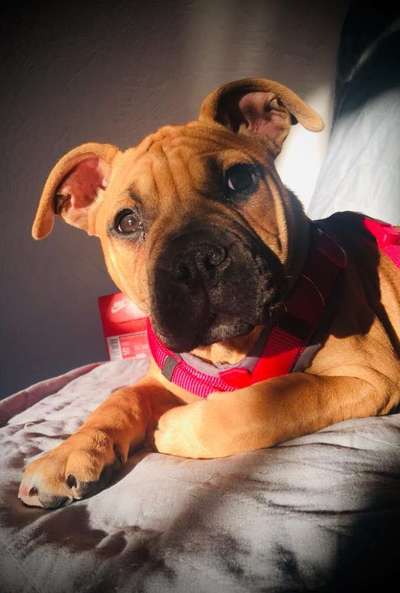 Olde English Bulldogge-Beitrag-Bild