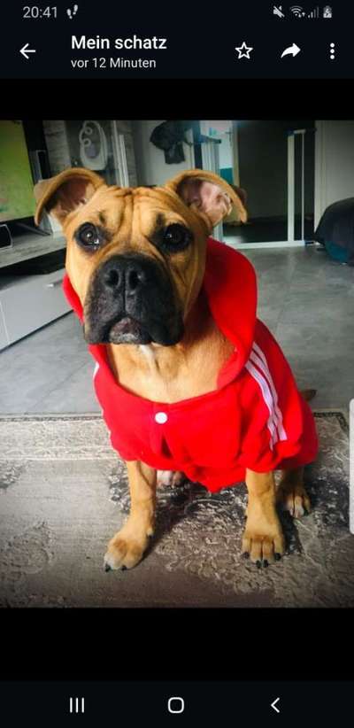 Olde English Bulldogge-Beitrag-Bild