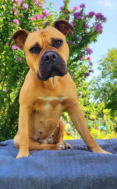 Olde English Bulldogge-Beitrag-Bild