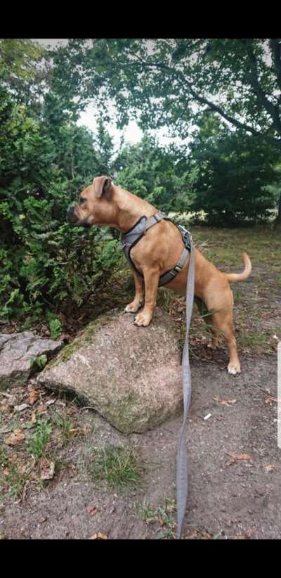 Olde English Bulldogge-Beitrag-Bild