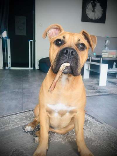 Olde English Bulldogge-Beitrag-Bild