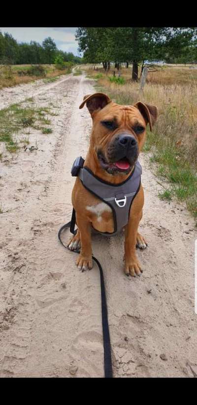 Olde English Bulldogge-Beitrag-Bild