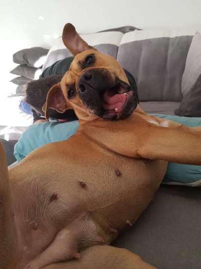 Olde English Bulldogge-Beitrag-Bild