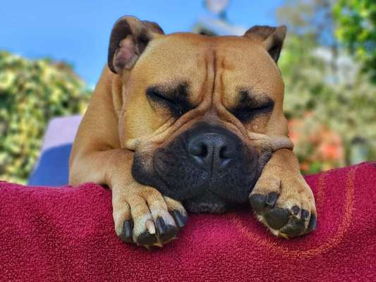 Olde English Bulldogge-Beitrag-Bild