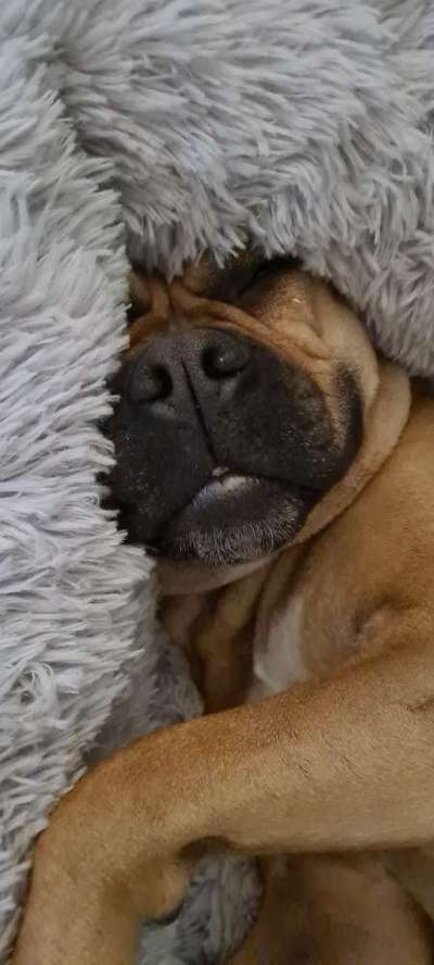 Olde English Bulldogge-Beitrag-Bild