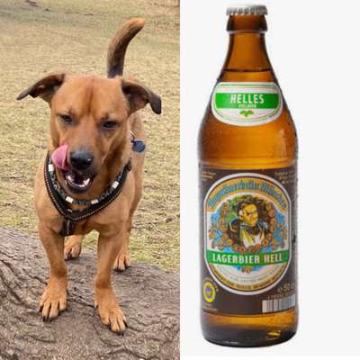 Wie heißt dein Hund?-Beitrag-Bild