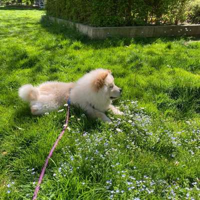 Hundetreffen-Welpe sucht Freunde zum Spielen und trainieren-Bild