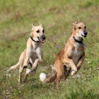 Hundetreffen-Frei laufen in Mühldorf-Bild