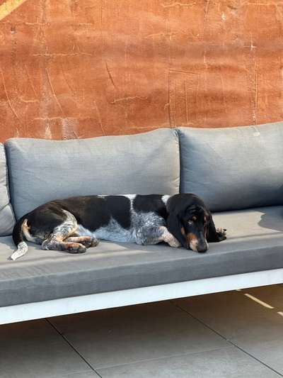 Basset Hound-Beitrag-Bild