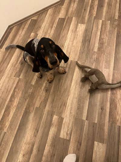 Basset Hound-Beitrag-Bild