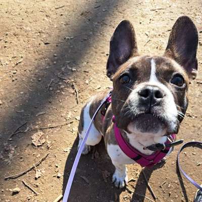 Hundetreffen-Hundefreund / Übungspartner gesucht-Bild