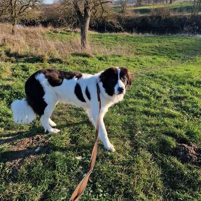 Hundetreffen-Spielrunde-Bild