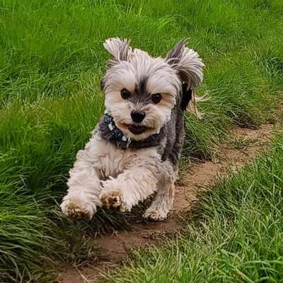 Hundetreffen-Chico sucht Freunde zum spazieren und spielen 😄-Bild