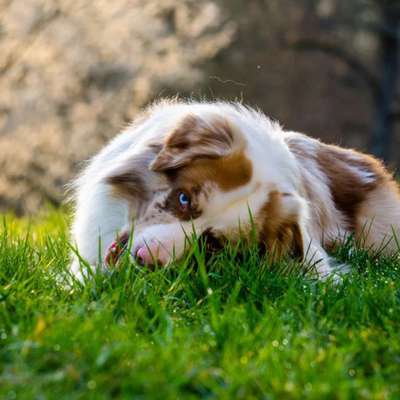 Hundetreffen-Reaktiver Rüde sucht Gassigruppe