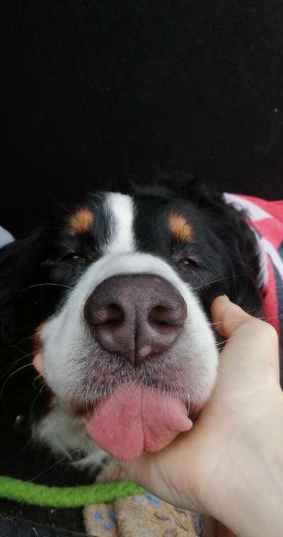 Zeige das lustigste Bild eures Hundis-Beitrag-Bild