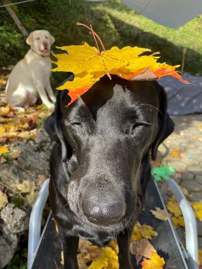 Die Dogorama Kalender Challenge Titelbild-Beitrag-Bild