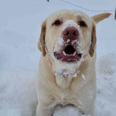 Die Dogorama Kalender Challenge Titelbild-Beitrag-Bild