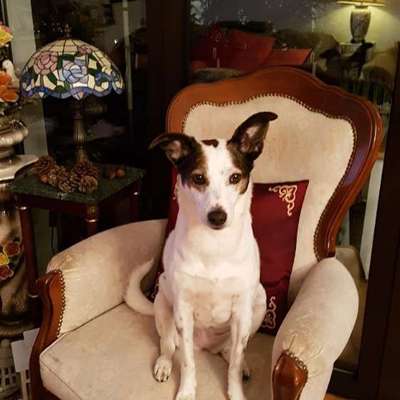 Unsere Fellnasen im Regenbogenland-Beitrag-Bild