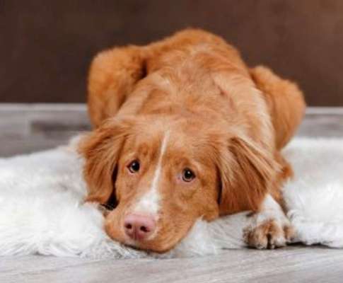 Fürsorglich oder übertriebene Panik?-Beitrag-Bild