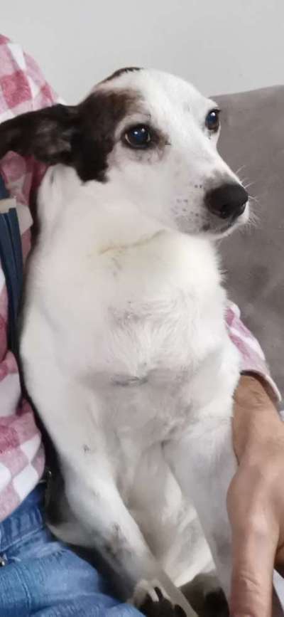 Unsere Fellnasen im Regenbogenland-Beitrag-Bild