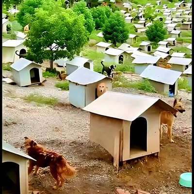 Ein Dorf nur für Hunde ❤️?-Beitrag-Bild