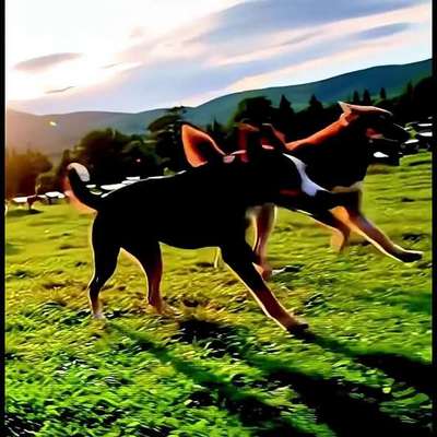 Ein Dorf nur für Hunde ❤️?-Beitrag-Bild