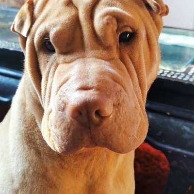 Reinrassige Hunde?-Beitrag-Bild