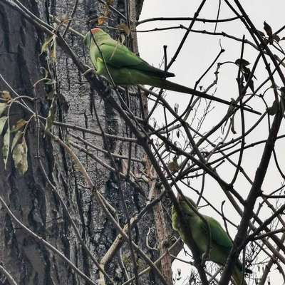aktuelles Foto Gruppe Shar Pei