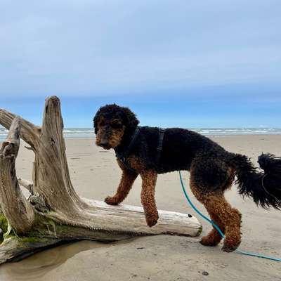 Hundetreffen-Gemeinsame Gassirunden und Training-Bild