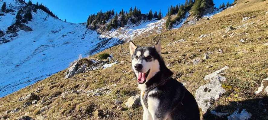 Hundetreffen-Spaziergänge und spielen-Bild