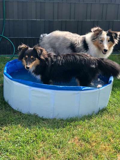 Die Dogorama Wochen Challenge "Friends will be Friends"-Beitrag-Bild