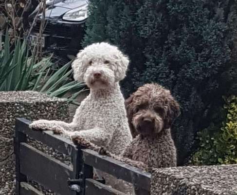 Zeige das lustigste Bild eures Hundis-Beitrag-Bild