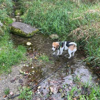 Hundetreffen-Gemeinsame gemütliche Spaziergänge-Bild