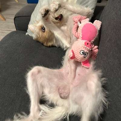 Wie habt ihr den Silvesterabend verbracht?-Beitrag-Bild