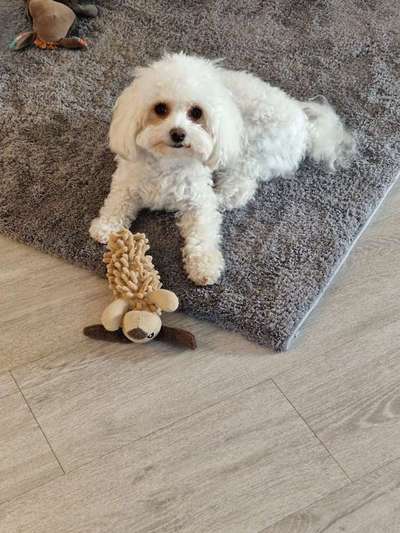 Maltipoo Freunde-Beitrag-Bild