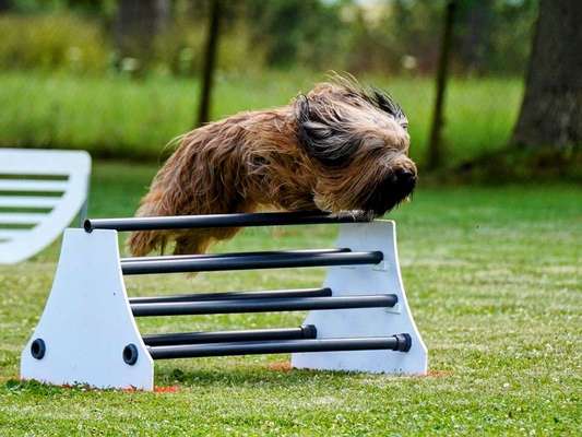 Hundetreffen-Fotoshooting zum Üben-Bild