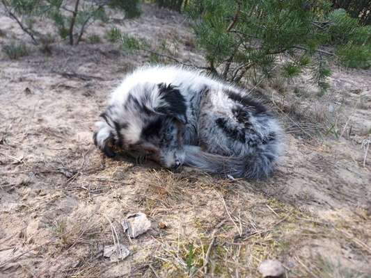 Hundeauslaufgebiet-Flugplatz Finow-Bild