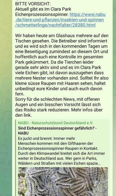 Giftköder-Eichenprozessionsspinner im Clarapark-Bild
