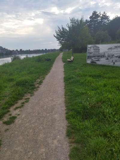 Hundeauslaufgebiet-Hundewiese Heidelberg-Bild