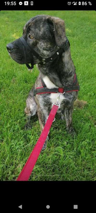 Dogorama Photo Challenge - Be my valentine-Beitrag-Bild