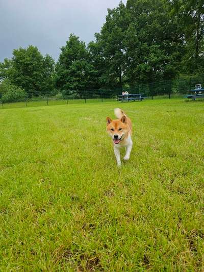 Hundeauslaufgebiet-Hundewiese Cloppenburg-Bild