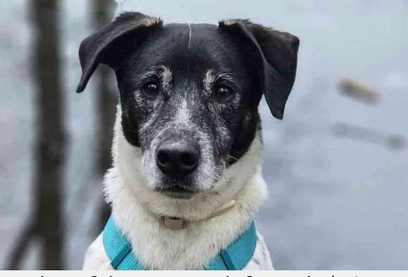 Tierschutzhunde suchen ein Zuhause-Beitrag-Bild