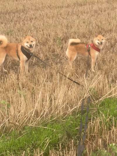 Shiba - Eltern-Beitrag-Bild