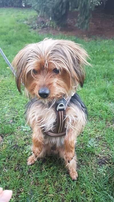 Wie kamst du zu deinem Hund?-Beitrag-Bild