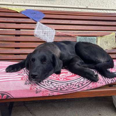Hundetreffen-Gemeinsame Gassirunde Thun/Umgebung-Bild