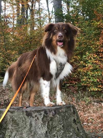 Unsere Fellnasen im Regenbogenland-Beitrag-Bild